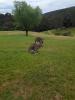 Dwa kangury na zielonej łące z nisko przystrzyżoną trawą. W tle pojedyncze drzewo oraz w oddali zielony las i ścieżka.